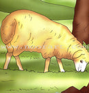 The Most Wonderful Animal Stories in Hadeeth Series (8 Books) سلسلة أروع قصص الحيوان في الحديث النبوي