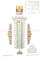 Noorani Qa’idah: Master Reading the Qur'an (Arabic & English, Small Size: 5.5" x 8.5") القواعد النورانية