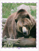 Animal's World series (Set of 6 books) سلسلة عالم الحيوانات