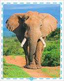 Animal's World series (Set of 6 books) سلسلة عالم الحيوانات