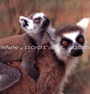 Baby Animal Series (8 Books) سلسلة صغار الحيوانات