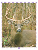 Animal's World series (Set of 6 books) سلسلة عالم الحيوانات