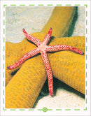 Animal's World series (Set of 6 books) سلسلة عالم الحيوانات