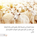 Let's Read and Discover Series (set of 5 books) سلسلة  هيا نقرأ ونكتشف